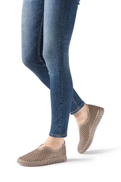 Tulip - glitrandi